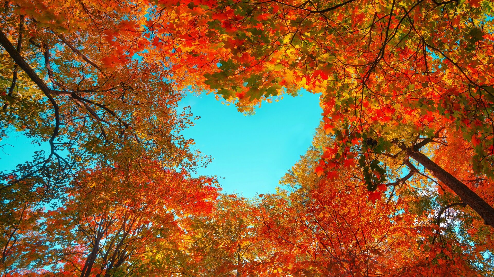 Colorful autumn tree branches with vibrant orange, red, and yellow leaves surround a bright blue sky, creating a heart-shaped frame in the canopy above.