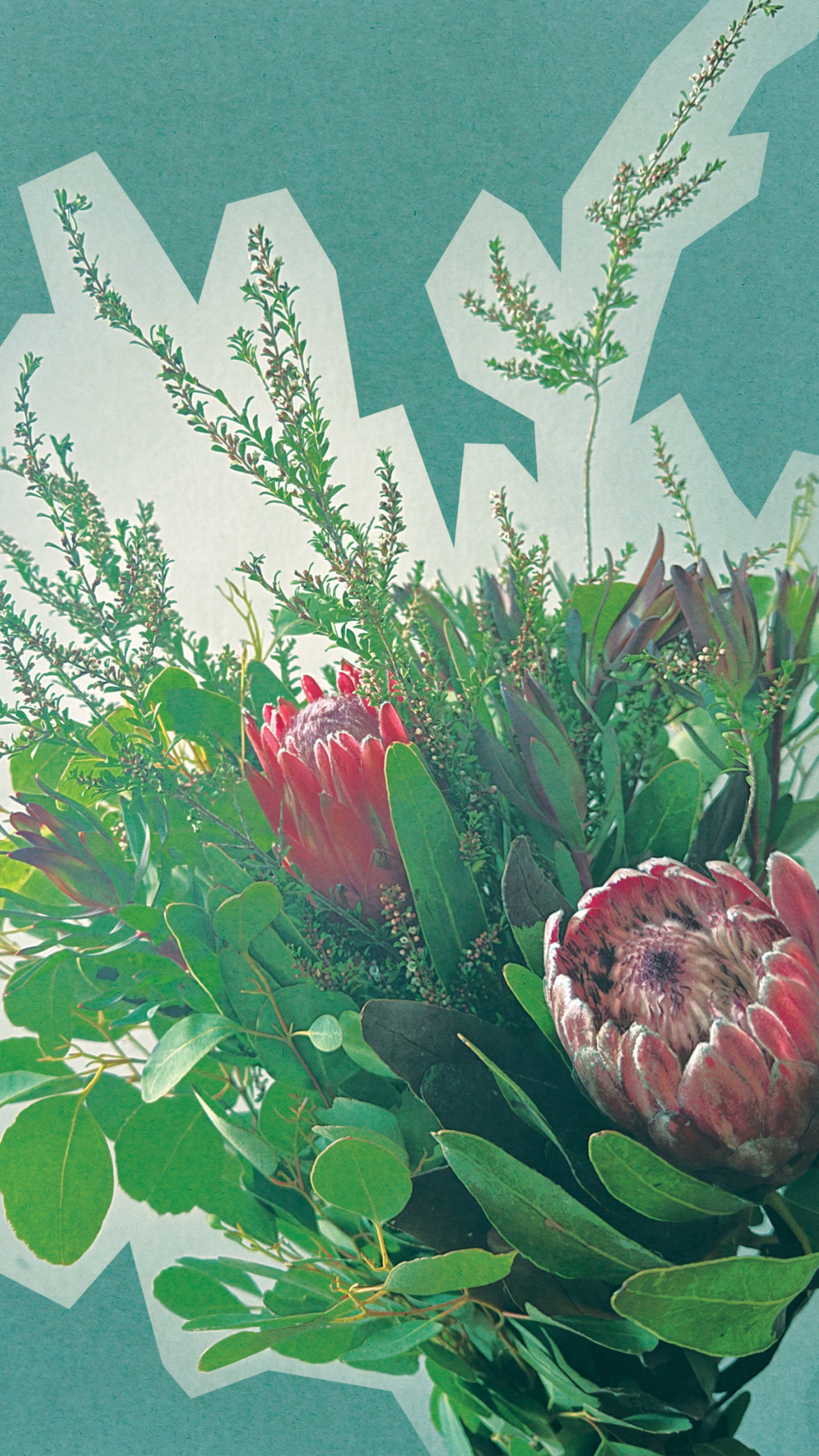 A bouquet of protea flowers and green foliage with a jagged white border against a blue-green background.