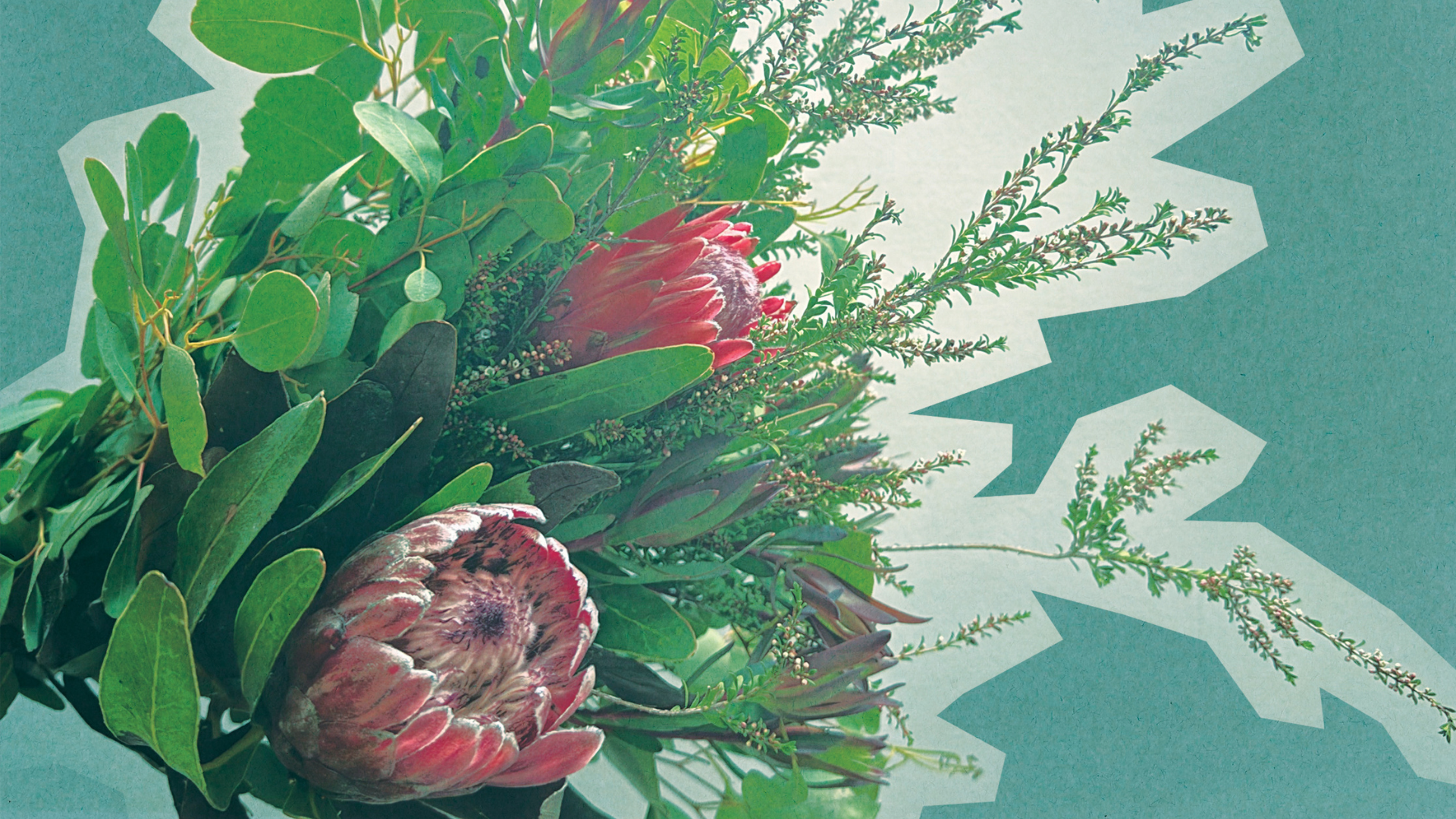 A bouquet of protea flowers and green foliage is arranged against a blue background with jagged white patterns.