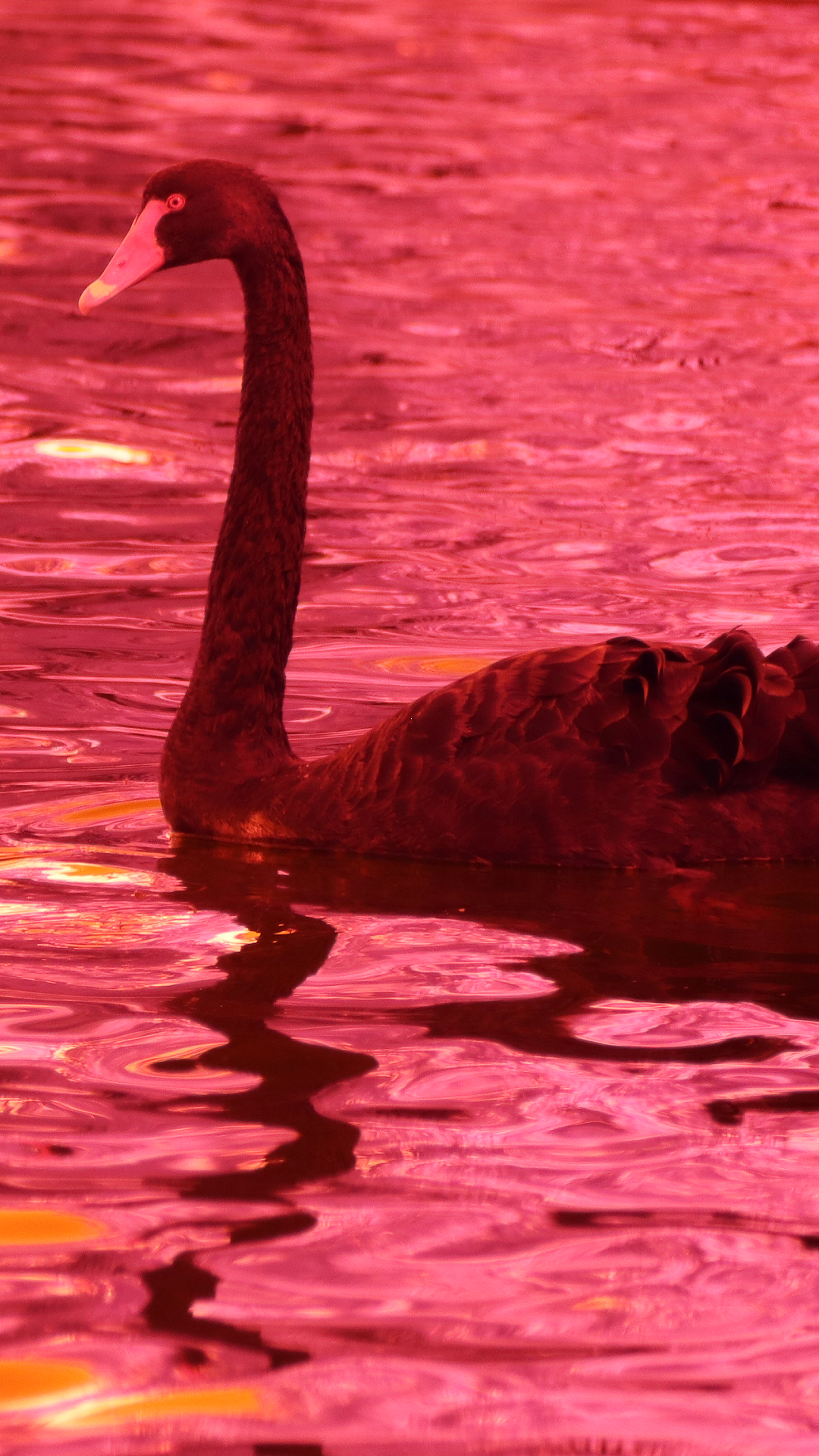 A black swan swims on water tinted with vibrant pink and red hues, creating a surreal, colorful reflection.