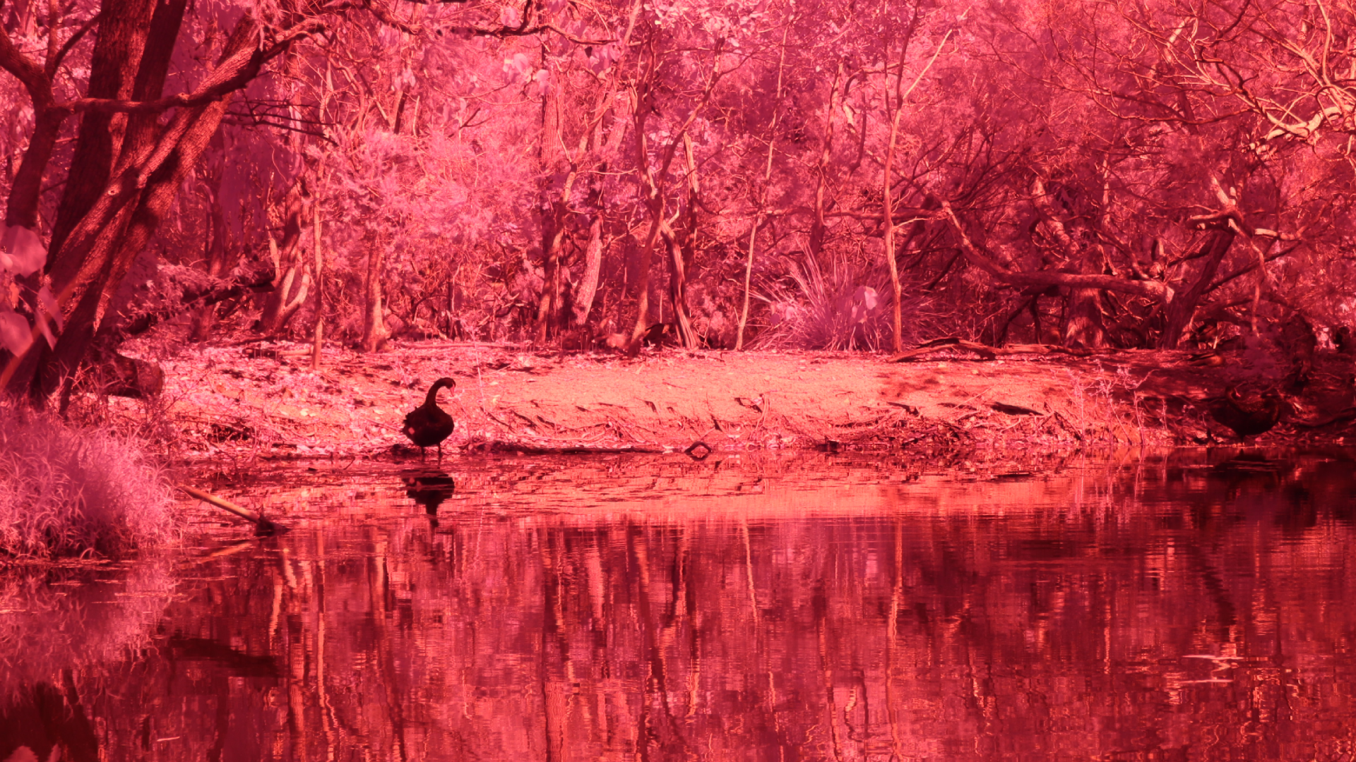 A dark duck stands at the edge of a calm pond, surrounded by dense trees. The entire scene is filtered in red tones, creating a surreal atmosphere.