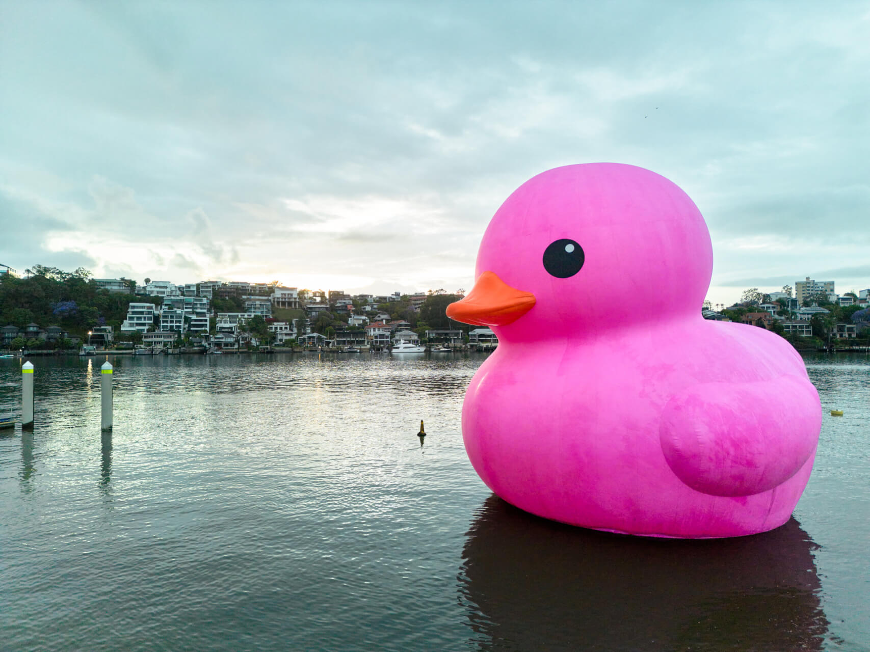 A giant inflatable pink duck floats on the Brisbane River near a hillside neighborhood.
