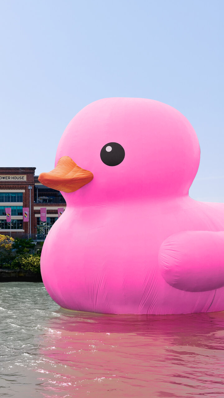 A giant pink rubber duck float on a river near a brick building on a sunny day, with the ducks reflection visible in the water.